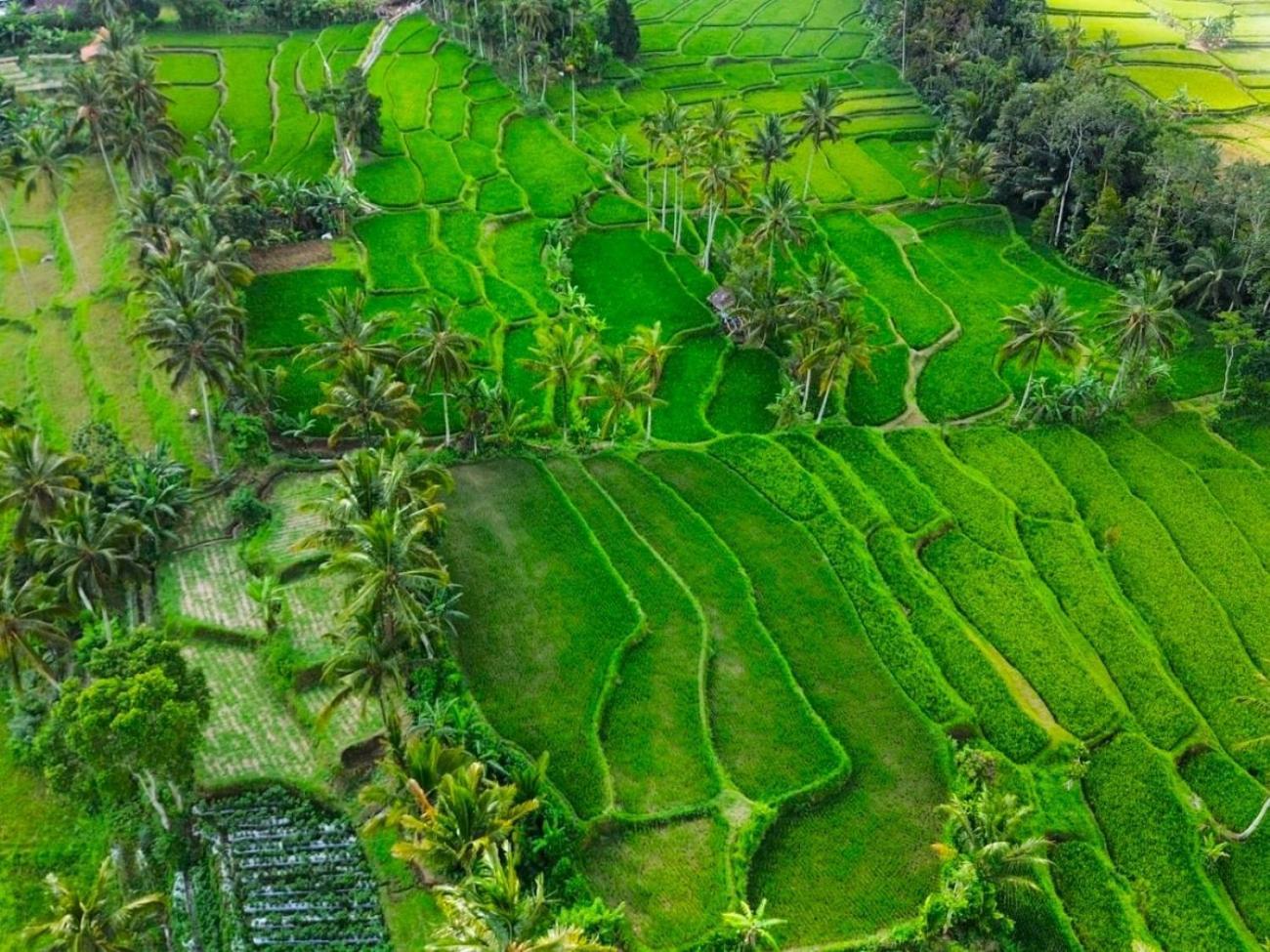 Pondok Is Oke Villa Scenic View Баньюванги Экстерьер фото