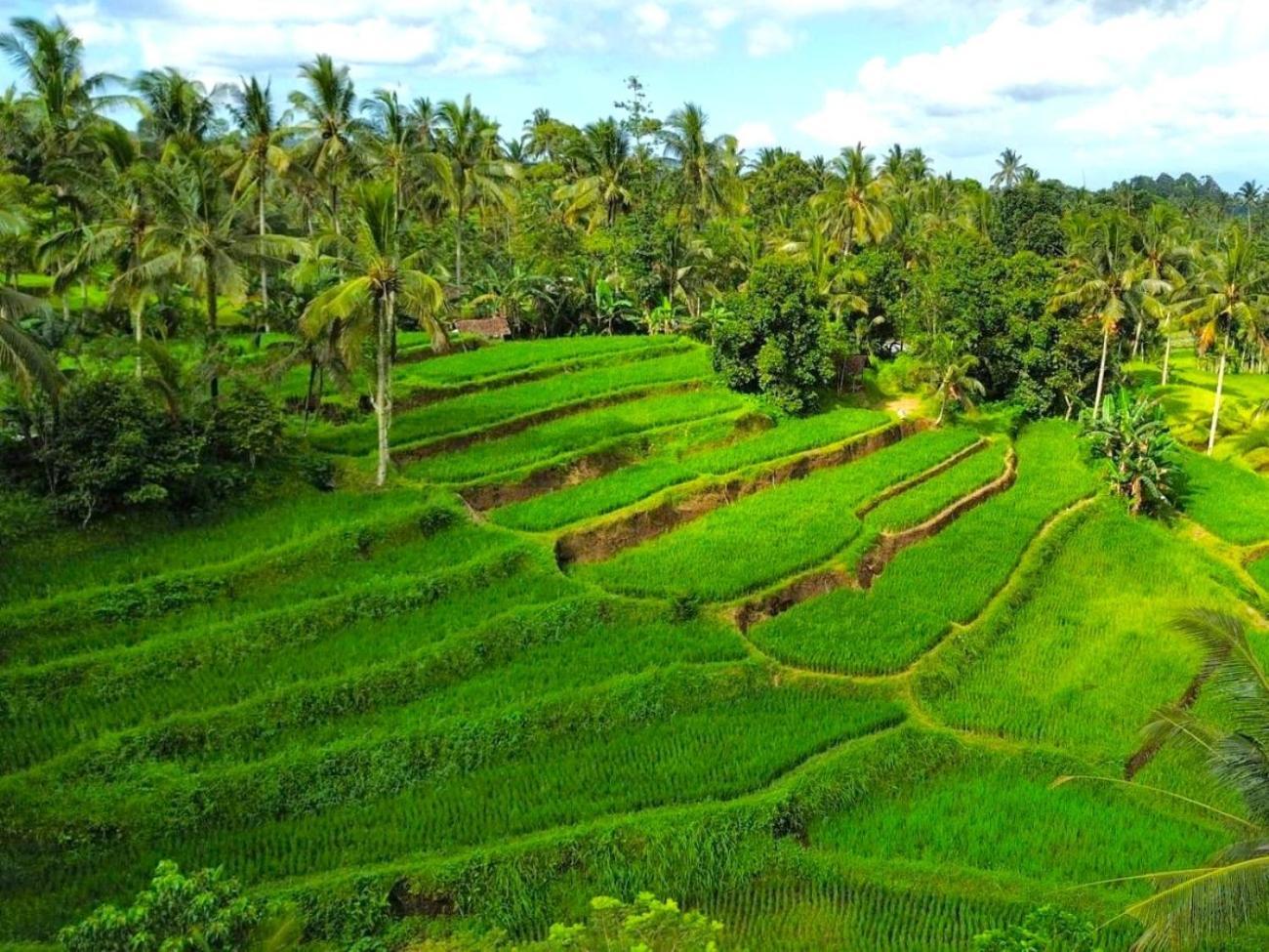 Pondok Is Oke Villa Scenic View Баньюванги Экстерьер фото